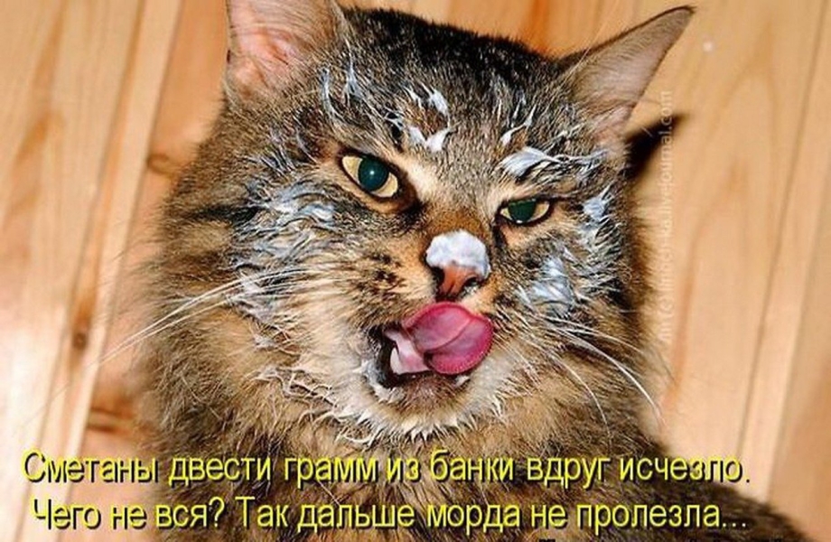 Смешной кот в сметане