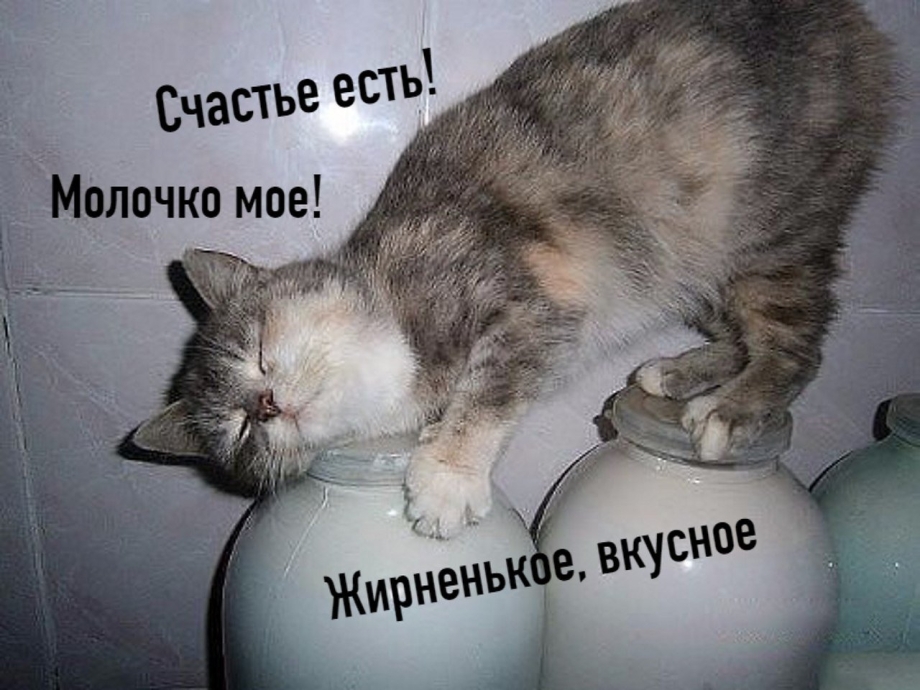 Кот пьет молоко