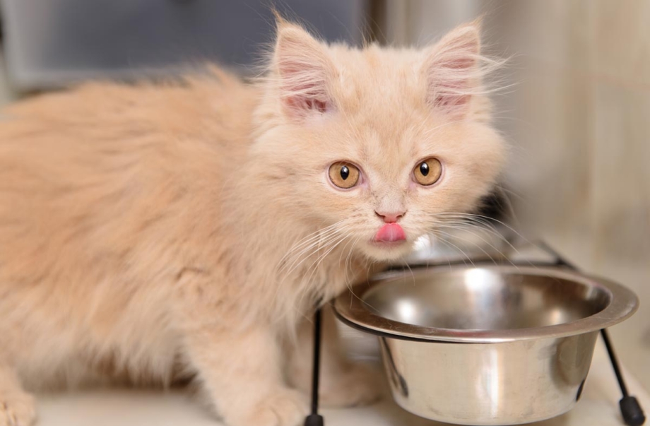Миски для котят