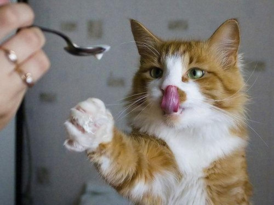 Котэ атакуэ