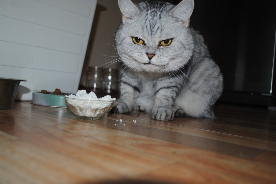 Кошка в сметане