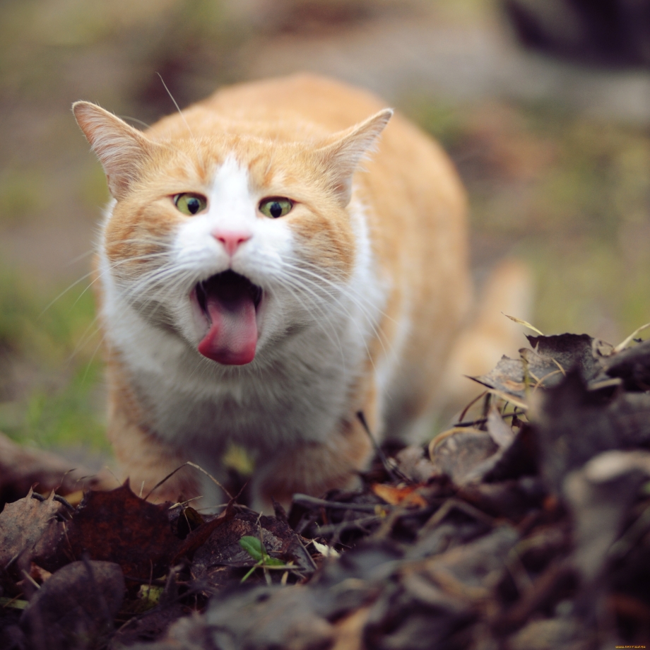 Удивительные коты