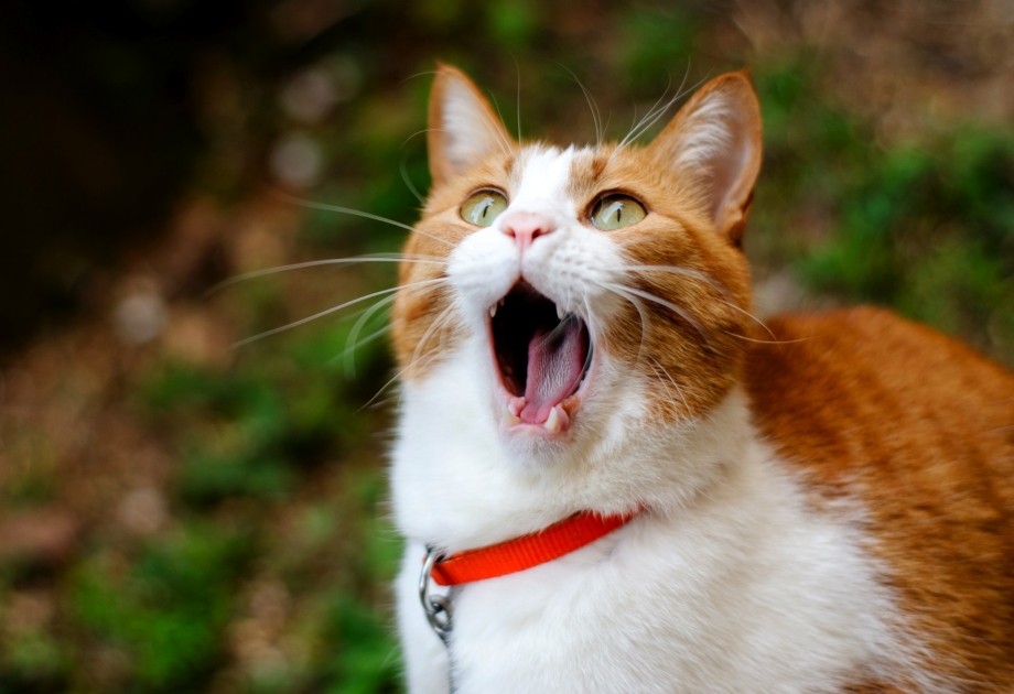 Веселый котик