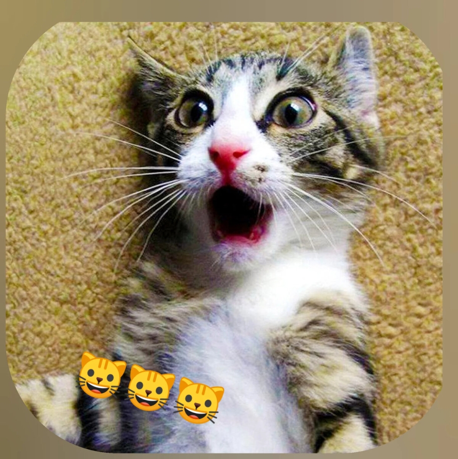 Удивленный кот