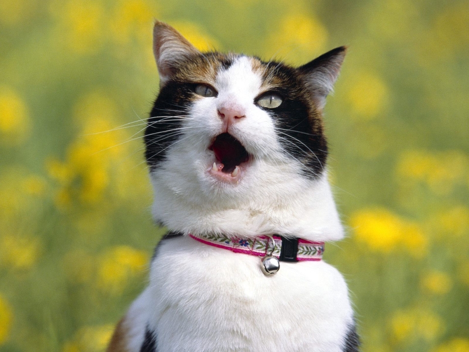 Смешной кот