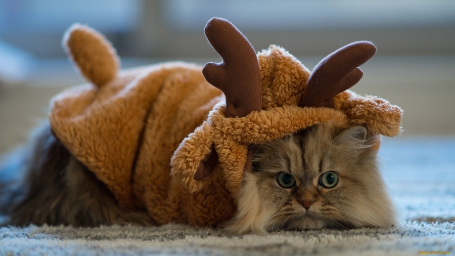 Костюм оленя для кота