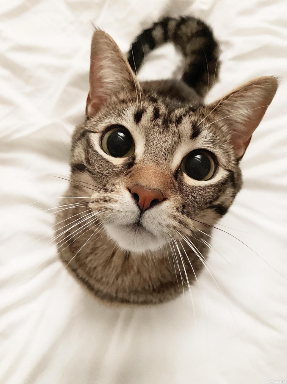 Унитаз для кошек