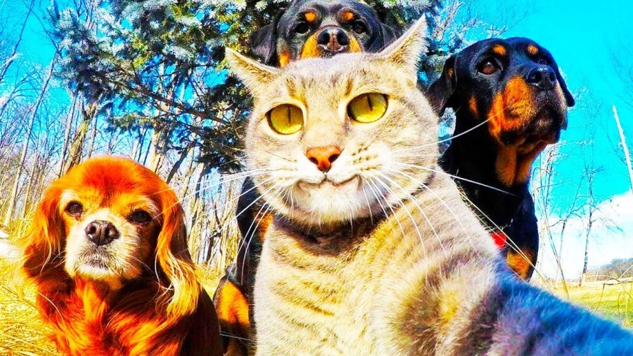 Прикольные коты