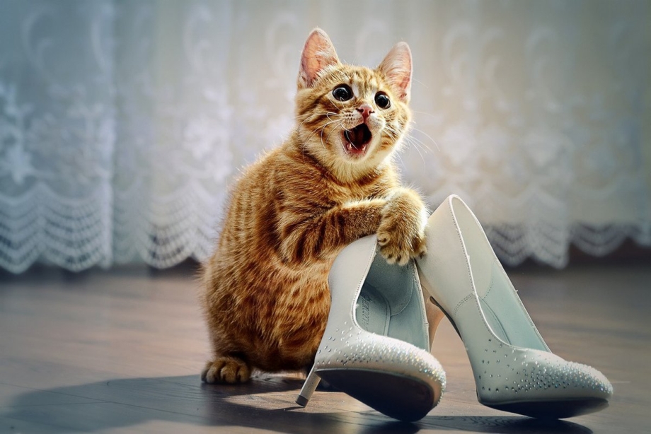 Смешные коты