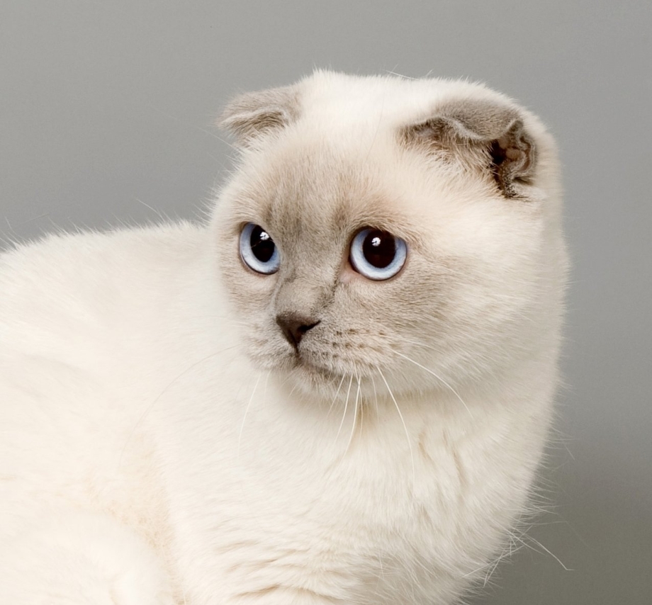 Тайская вислоухая кошка