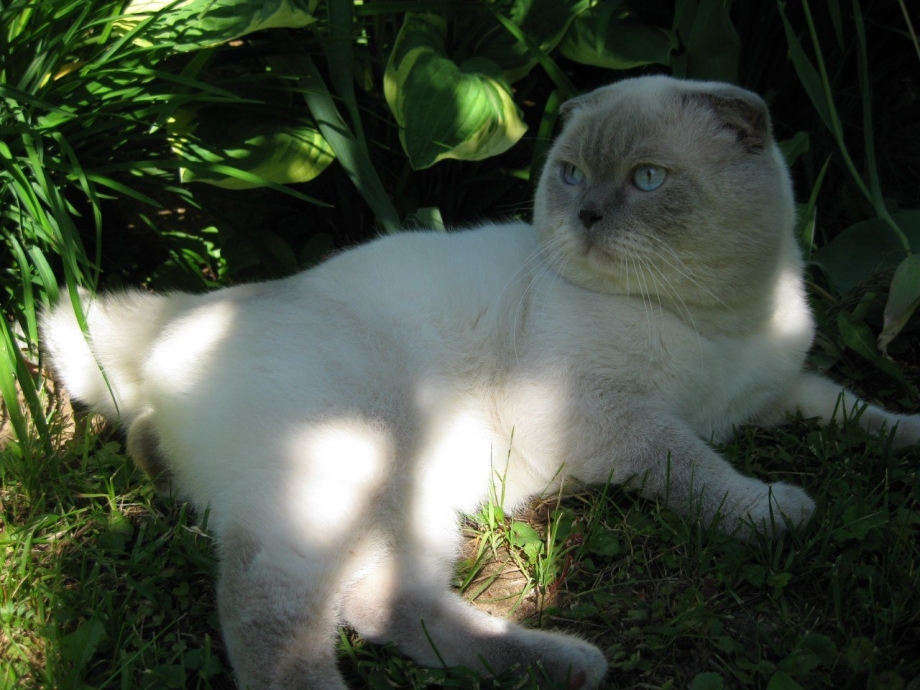 Кот Блю Пойнт вислоухий