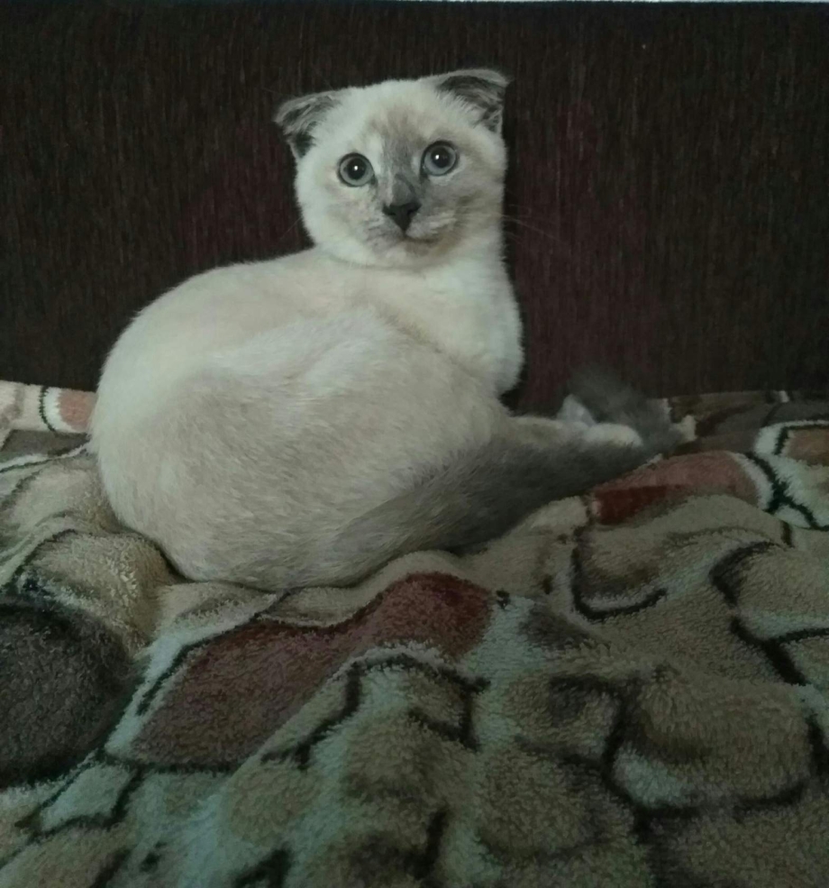 Колор-Пойнт кошка вислоухая