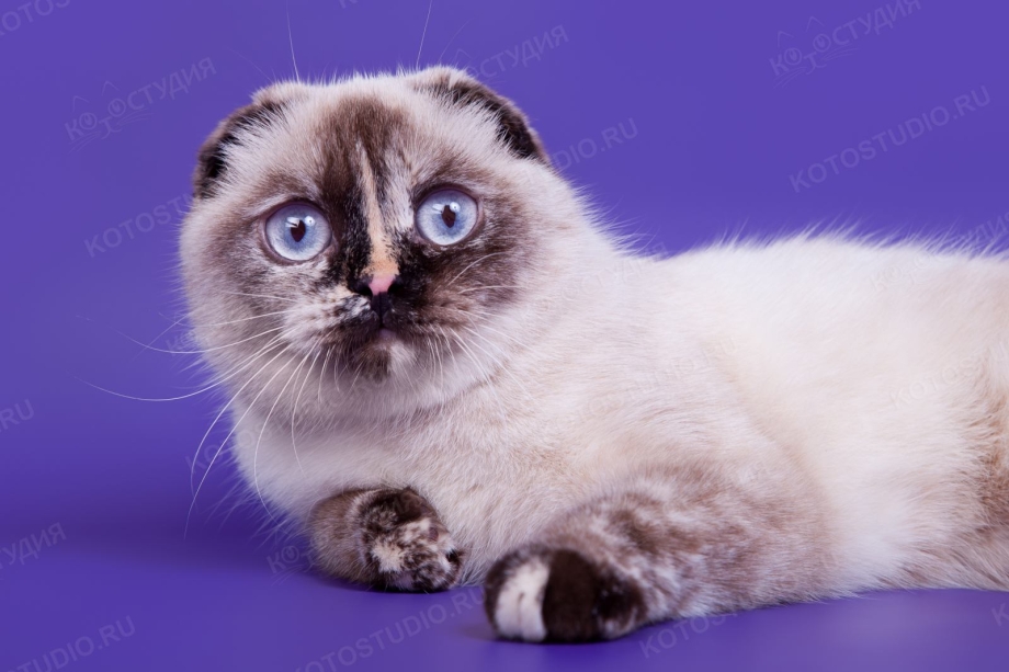 Сиамская вислоухая кошка