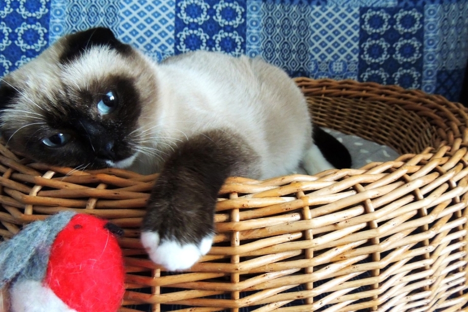 Сиамская вислоухая кошка
