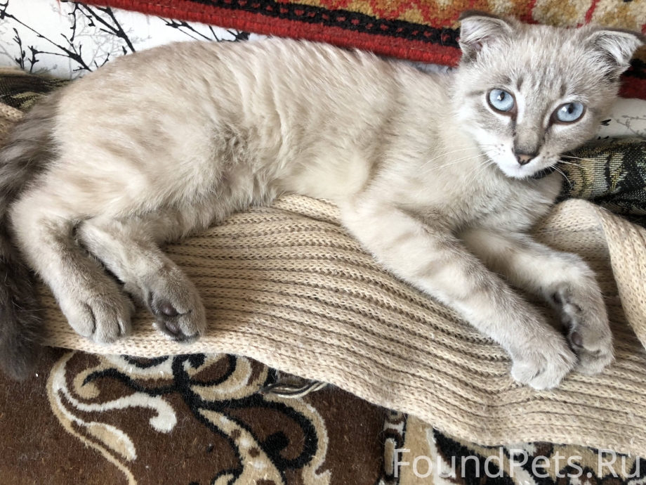 Милые котята