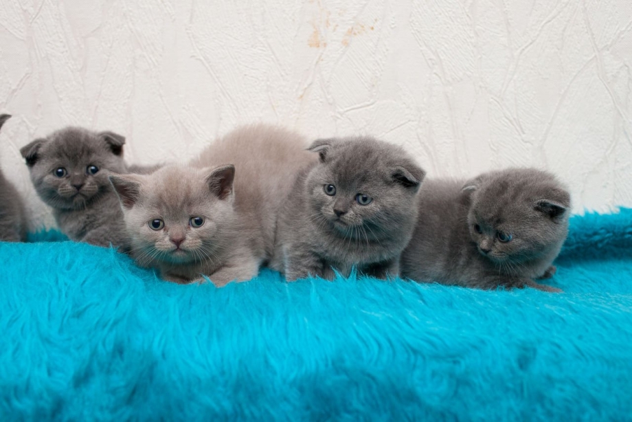 Сиамский котенок смесь