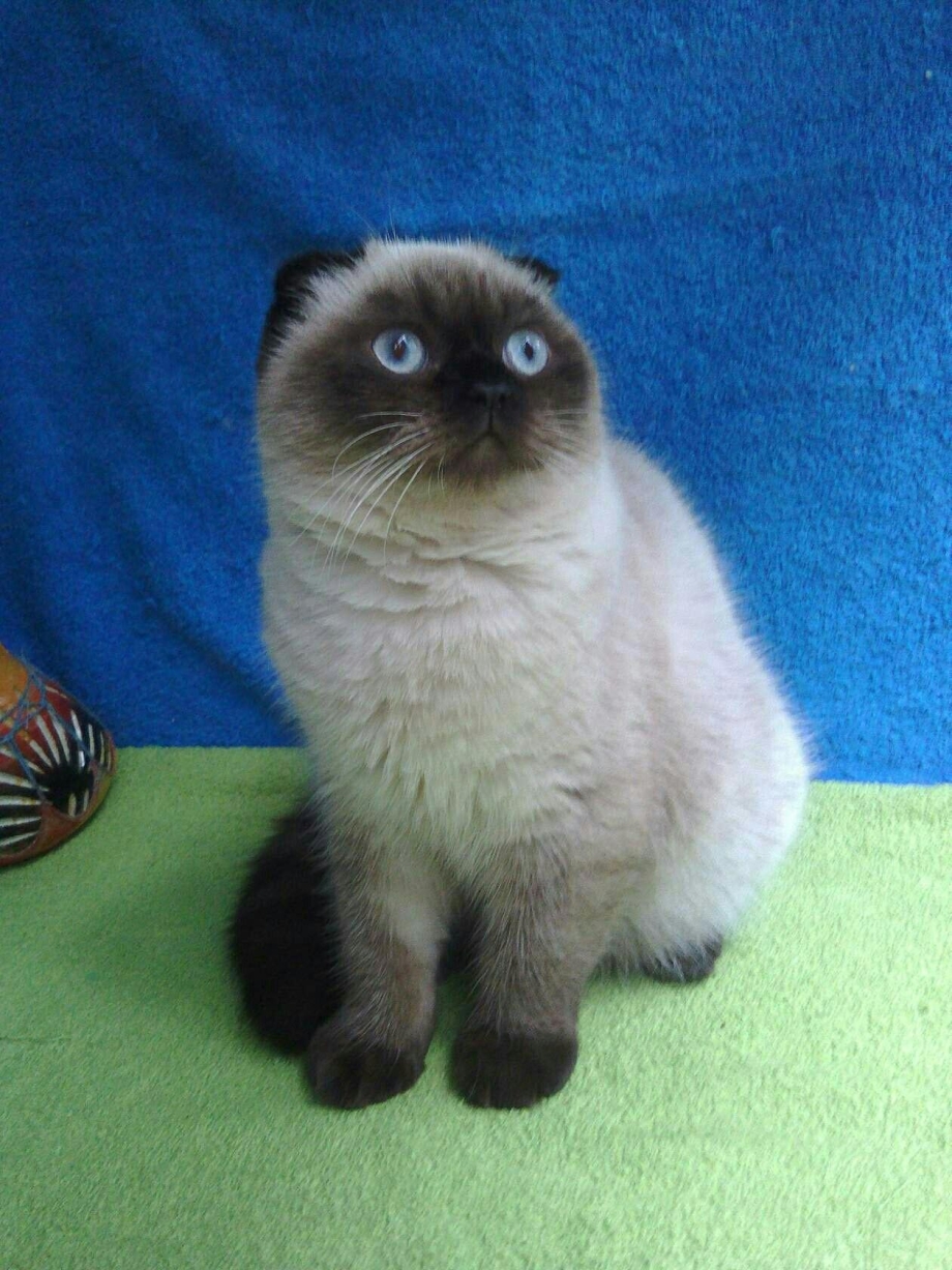 Сиамская вислоухая кошка фото