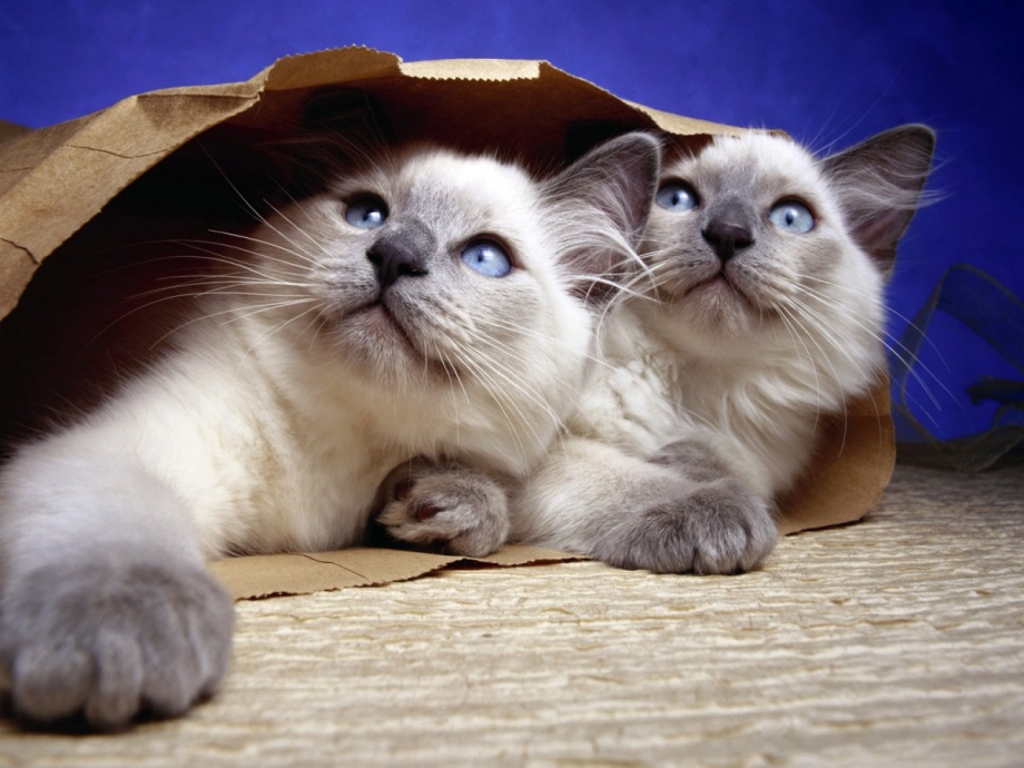 Красивые котики Шотландские