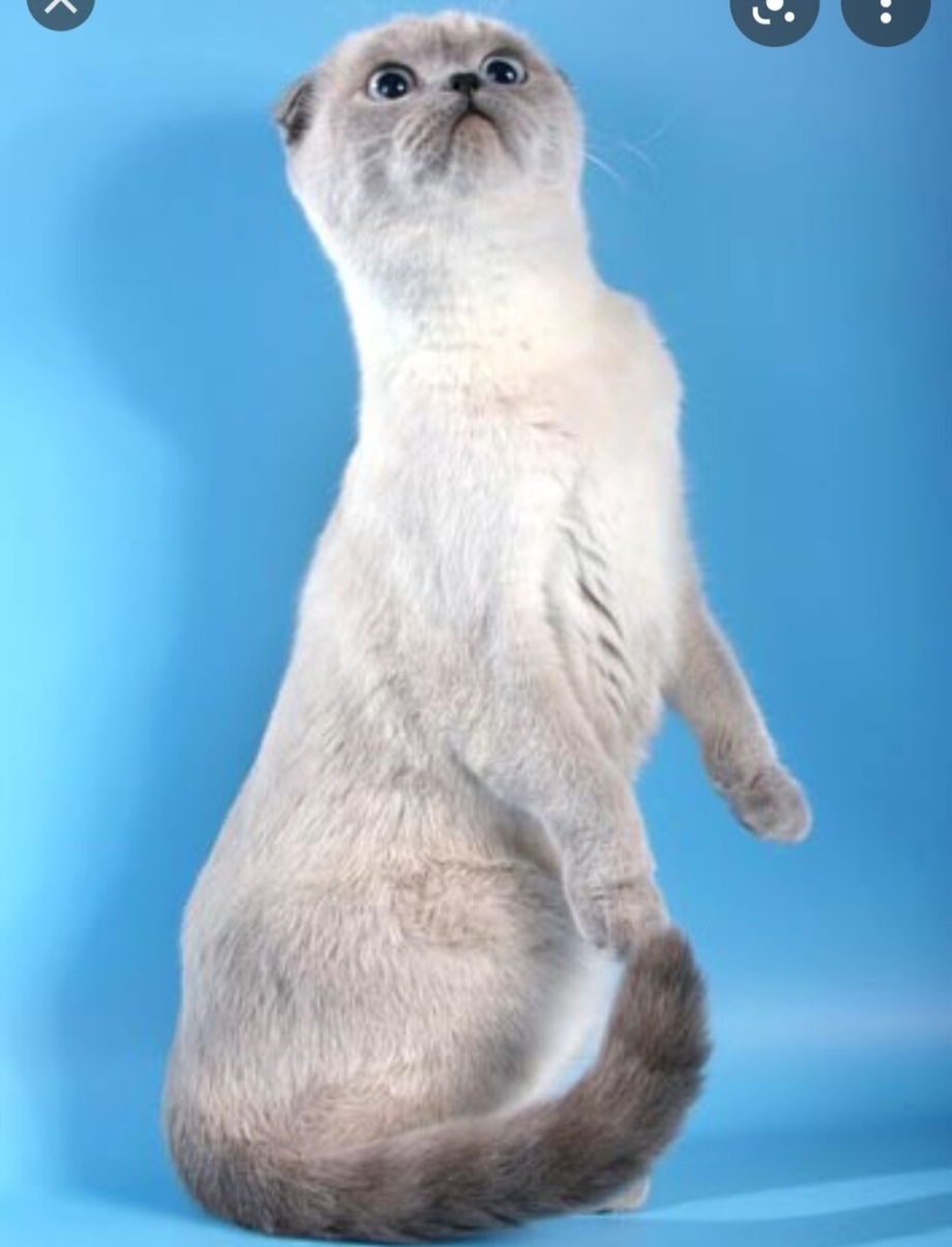 Сиамская вислоухая кошка