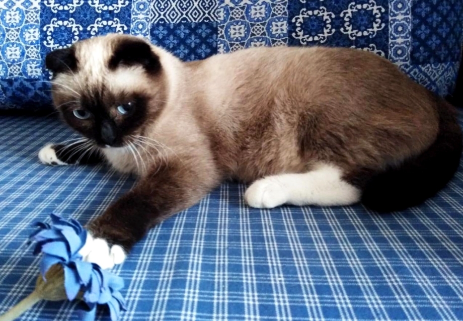Сиамская вислоухая кошка