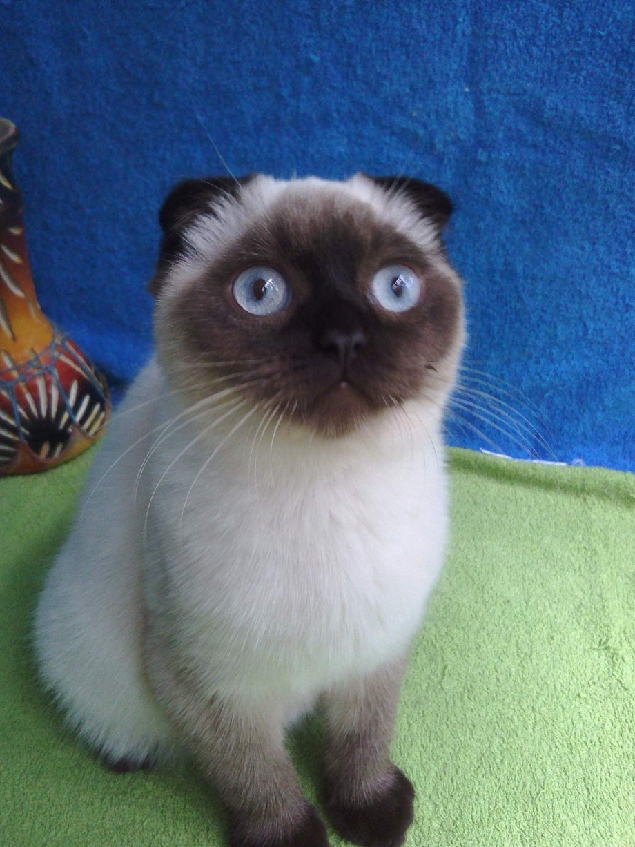 Сиамская вислоухая кошка