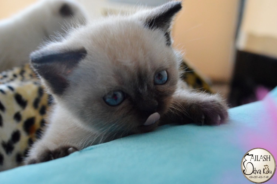Скоттиш фолд котята