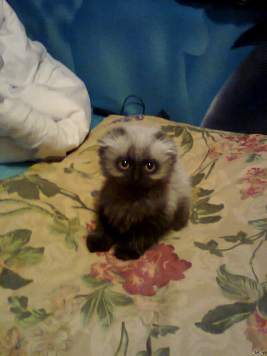 Новорожденные котята