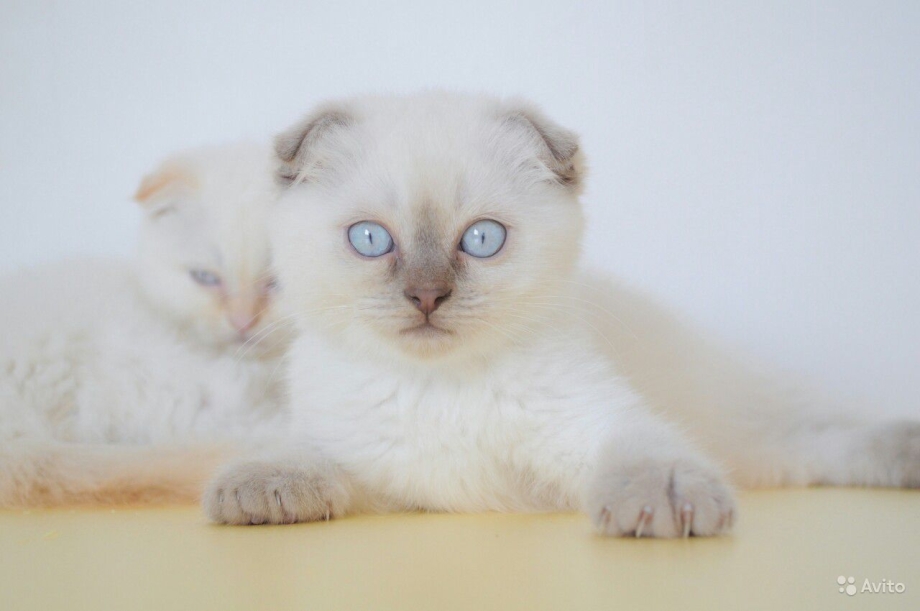 Шотландский сиамский кот