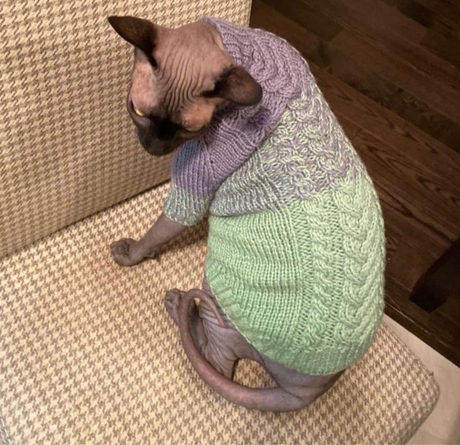 Свитер для кошки
