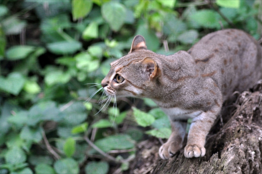 Дикая черноногая кошка