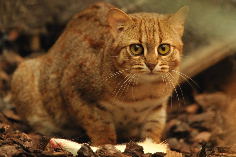 Prionailurus rubiginosus