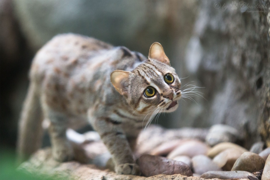 Рыжая пятнистая кошка Prionailurus rubiginosus