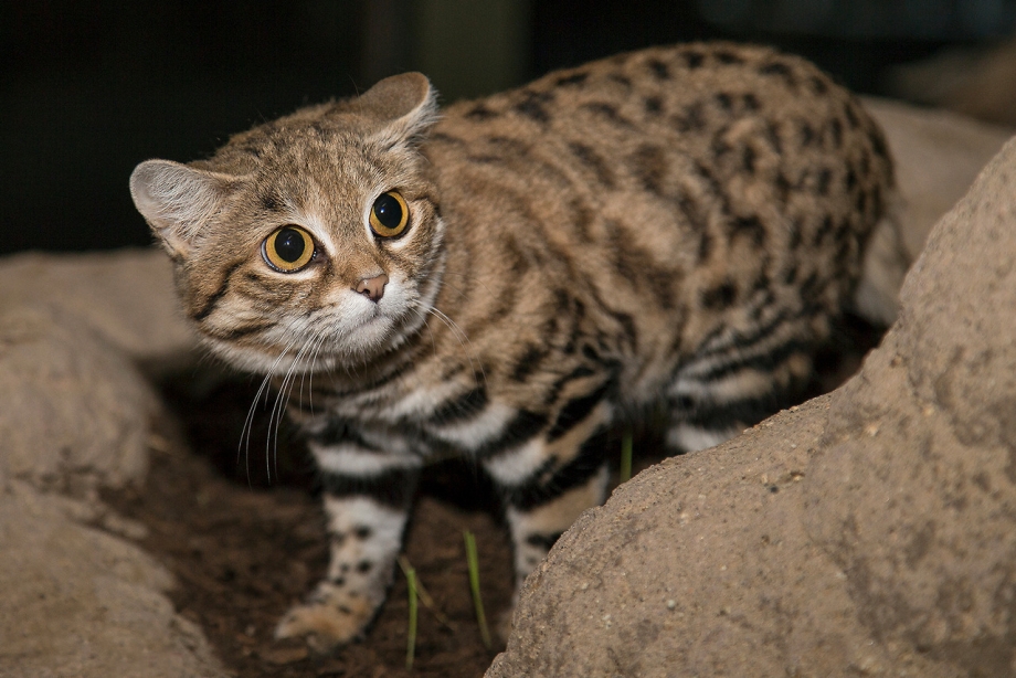 Lynx Cub