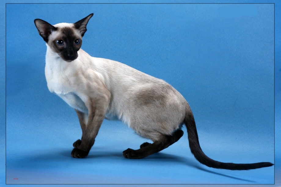 Стройная Сиамская кошка