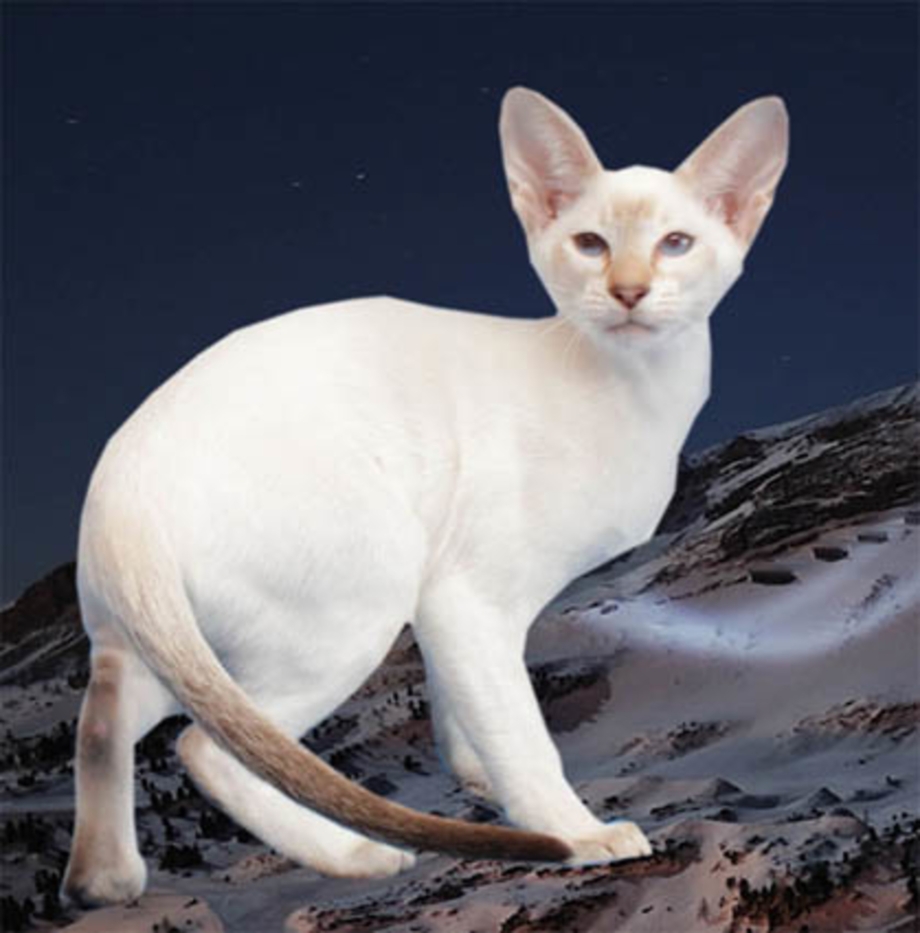 Кот Ориентал белый