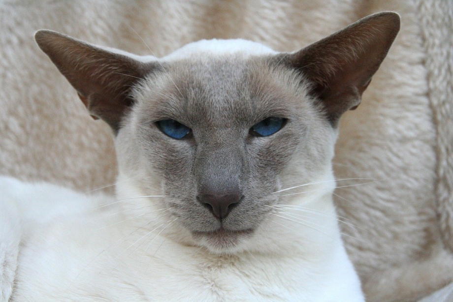 Сиамская кошка