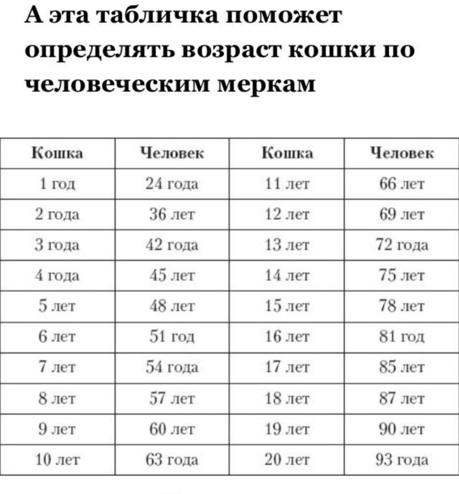Возраст кошки по человеческим меркам таблица