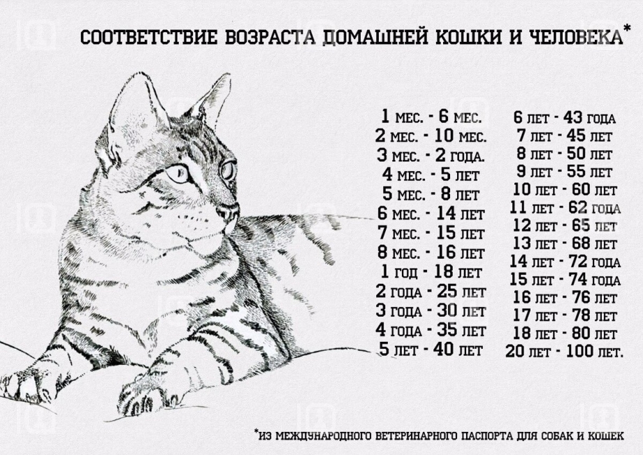Средний Возраст жизни кошек