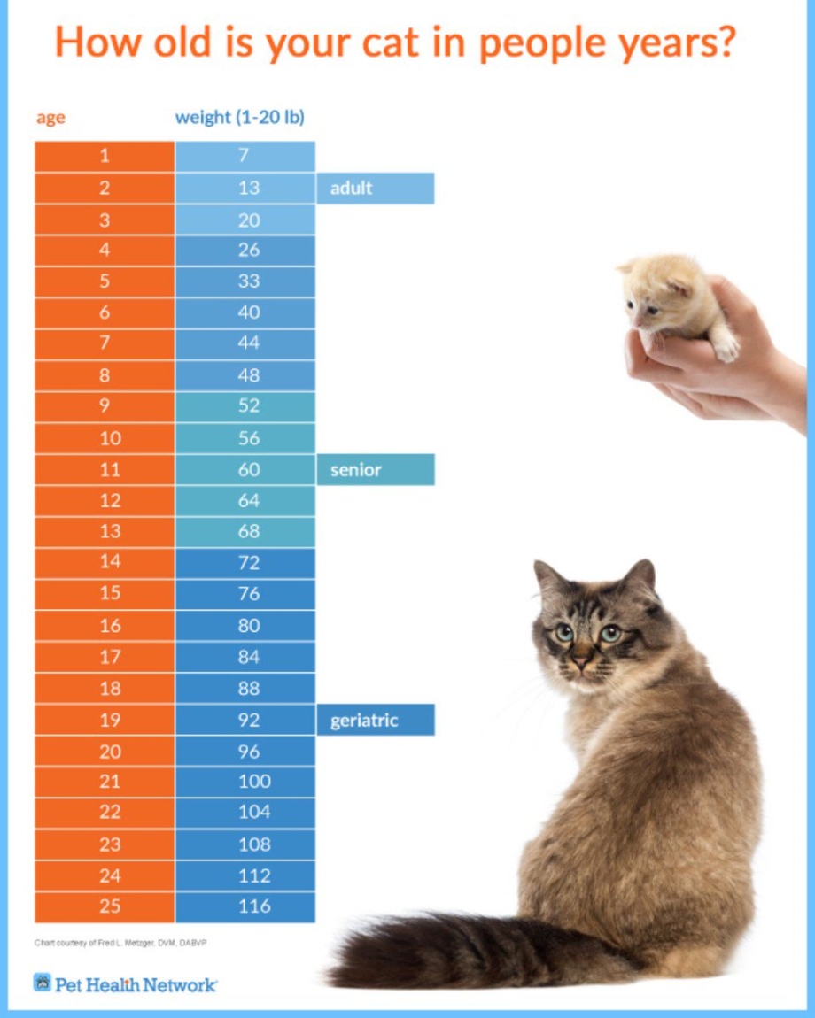 Коту 8 лет сколько по человеческим меркам таблица
