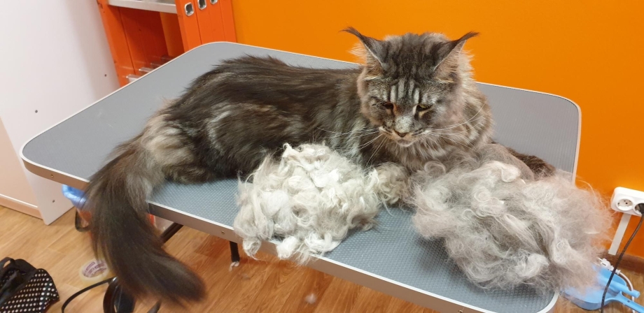 Экспресс линька кота