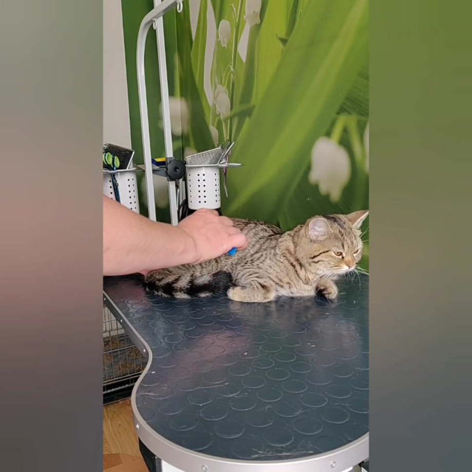 Фурминатор для кошек до и после