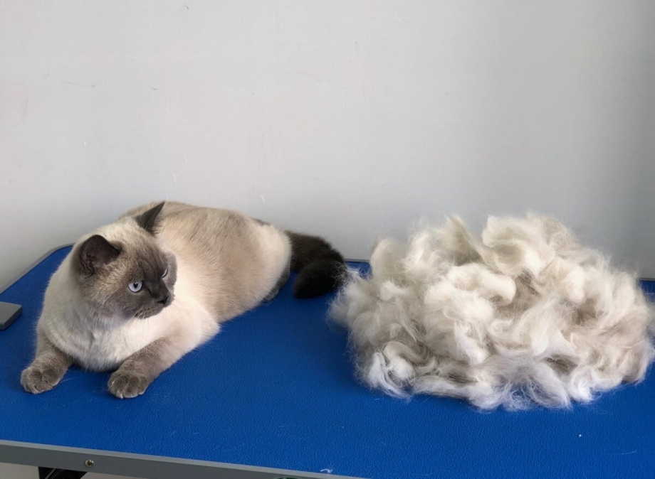 Коты без линьки