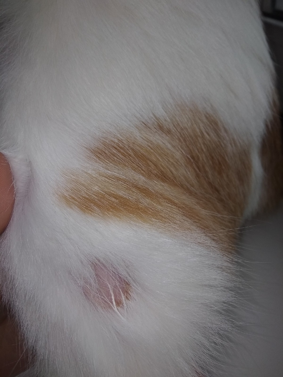 У кота на лапе проплешина