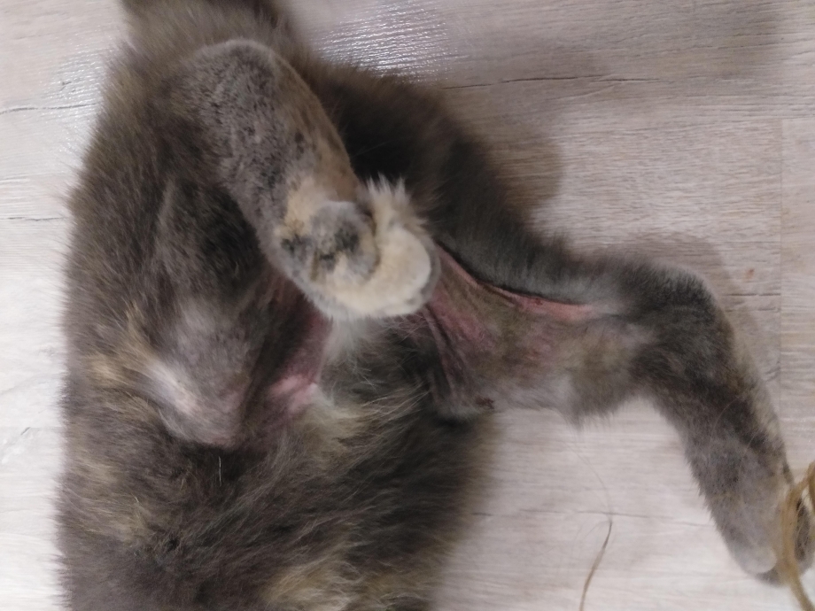 Кошки лапы задние лапы