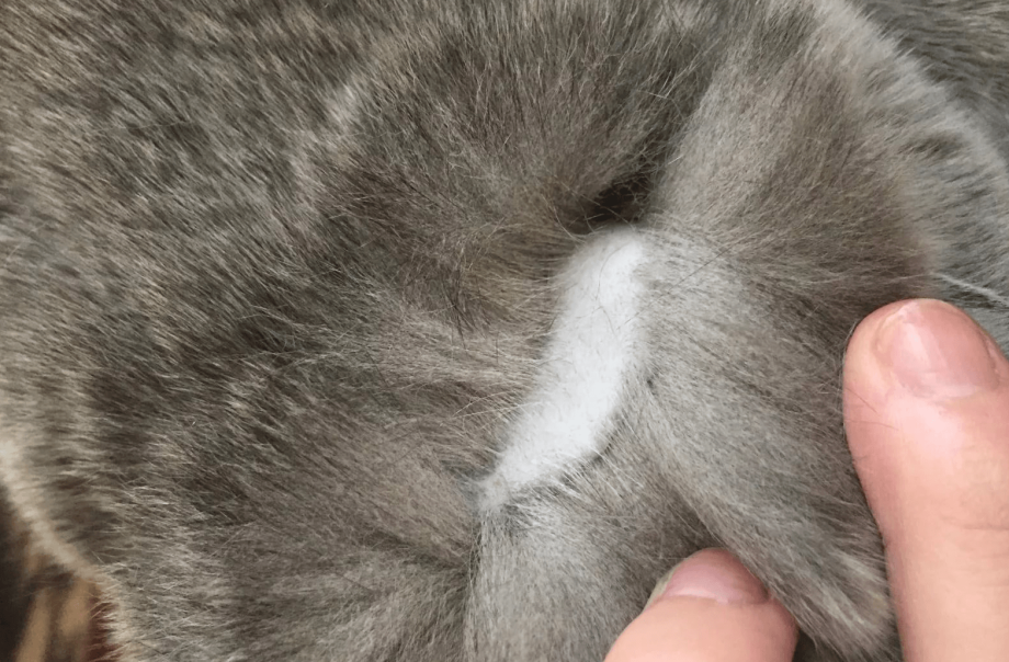 У кота проплешина на спине