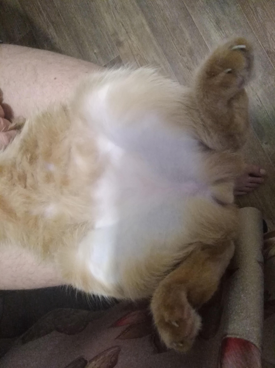 Проплешина у кота на морде