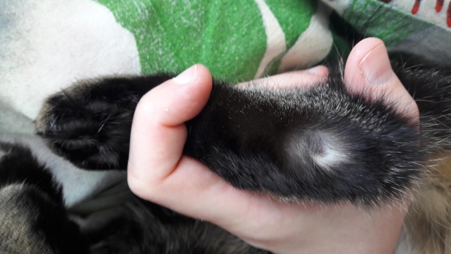 У кота на лапе проплешина