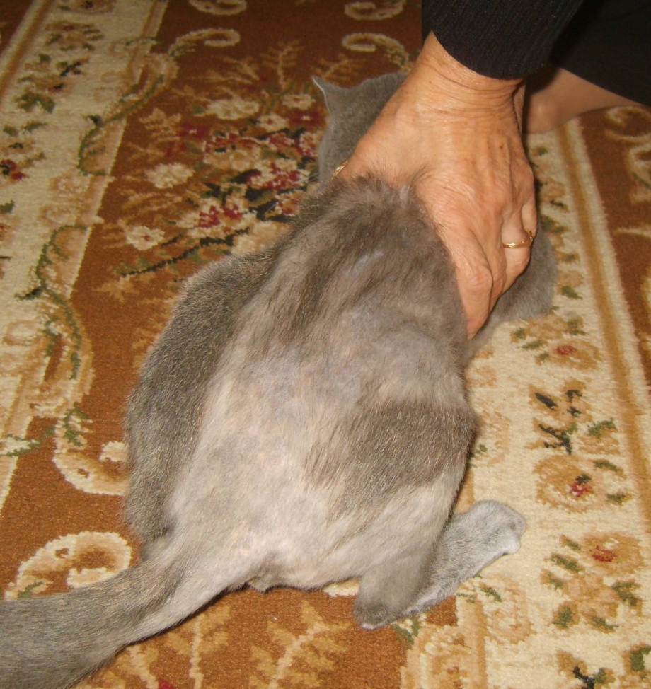 Кошачий стригущий лишай