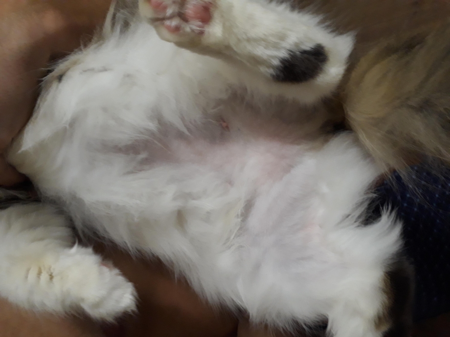Аллергия у кота лысеет