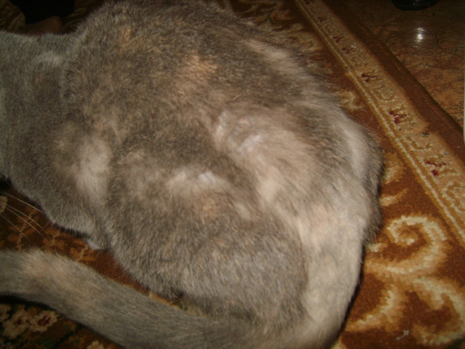 Корочки у кошек на шерсти